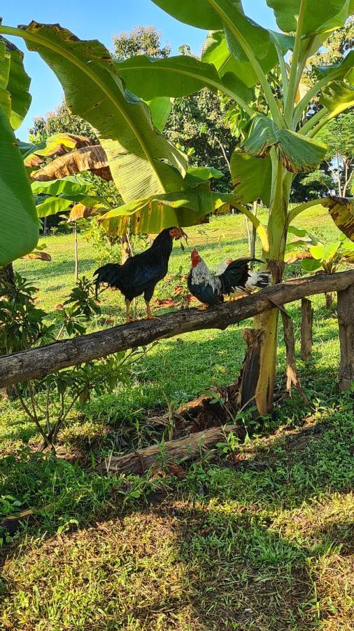 True Nature Chiang Mai - Yoga & Meditation Homestay Retreat ภายนอก รูปภาพ